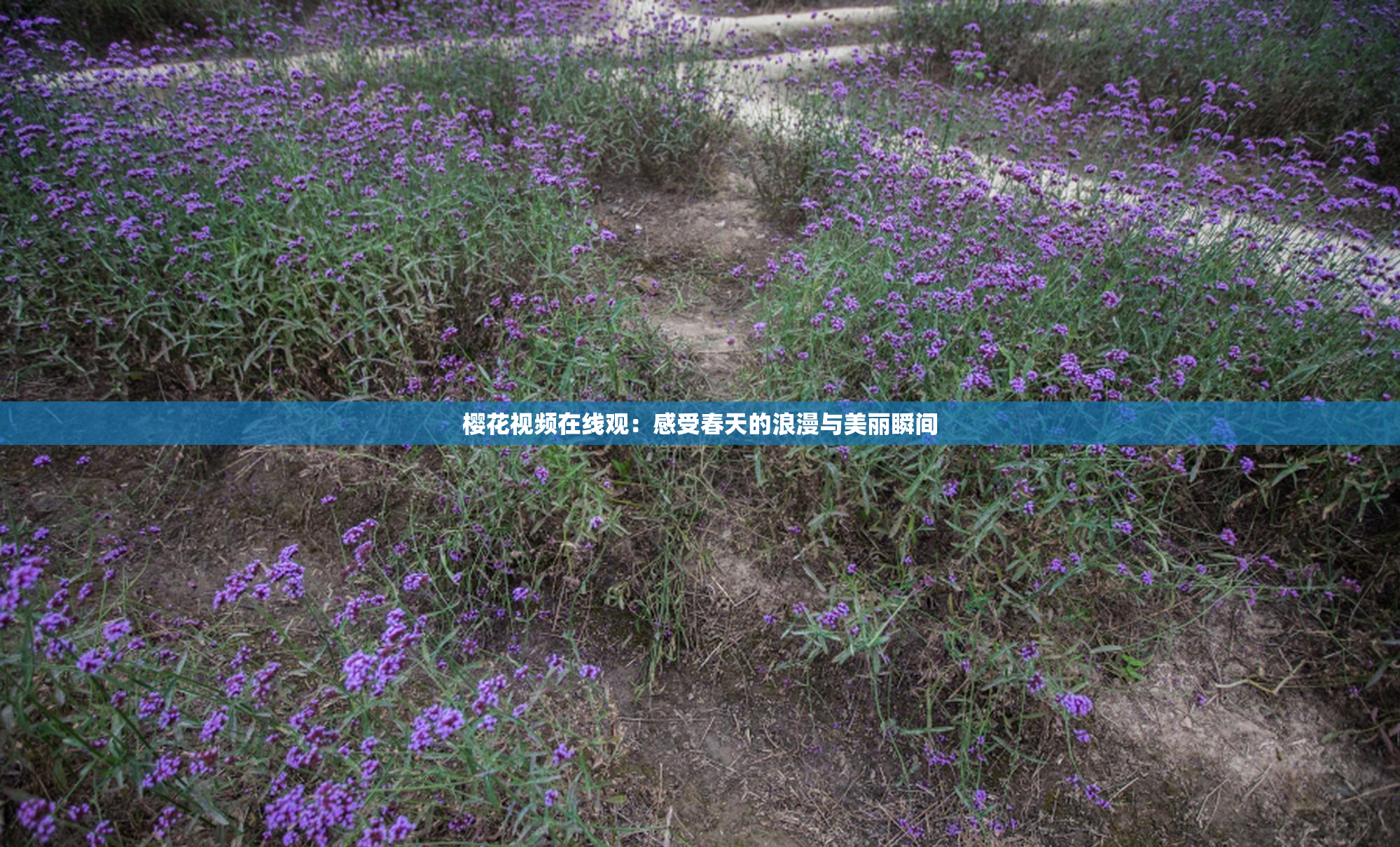 樱花视频在线观：感受春天的浪漫与美丽瞬间