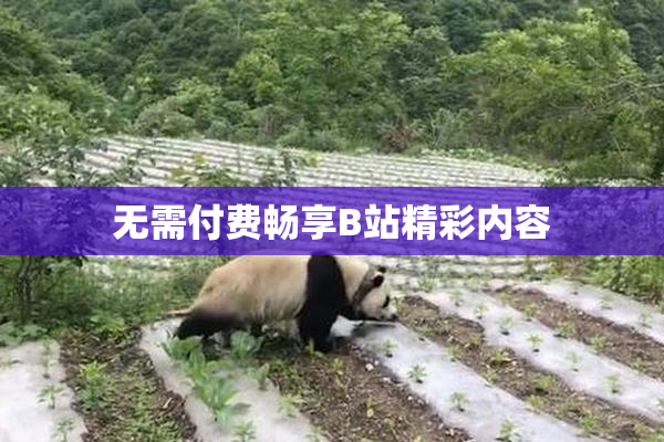 无需付费畅享B站精彩内容