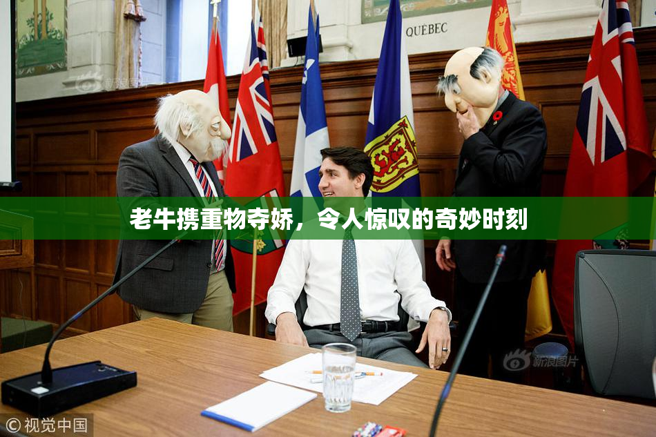 老牛携重物夺娇，令人惊叹的奇妙时刻