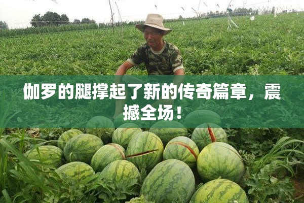 伽罗的腿撑起了新的传奇篇章，震撼全场！