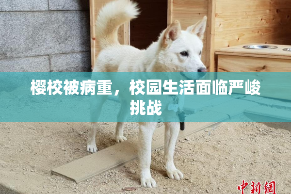 樱校被病重，校园生活面临严峻挑战
