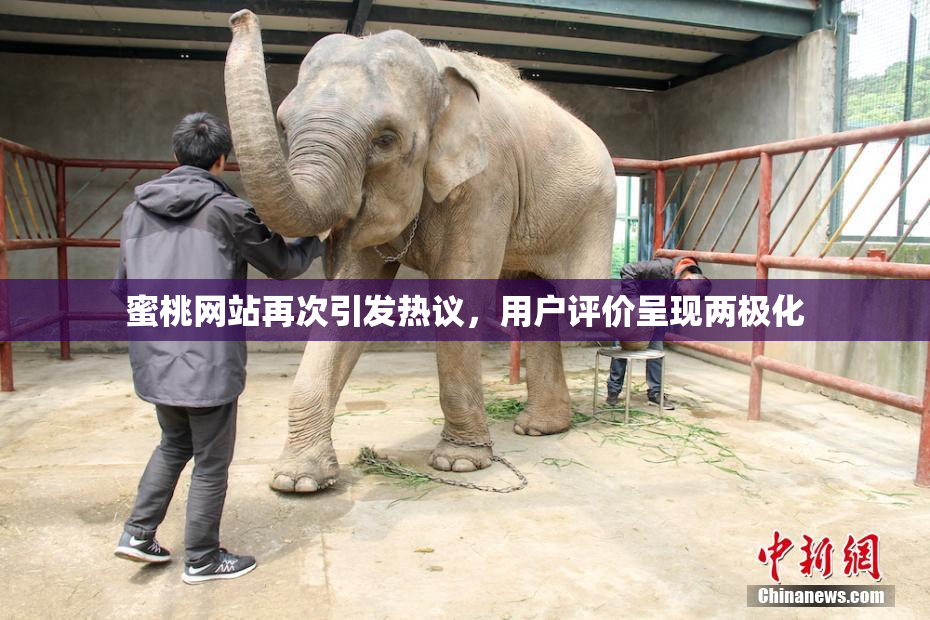 蜜桃网站再次引发热议，用户评价呈现两极化