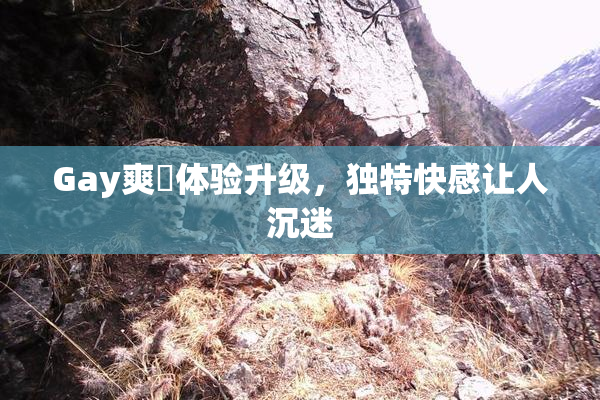 Gay爽擼体验升级，独特快感让人沉迷