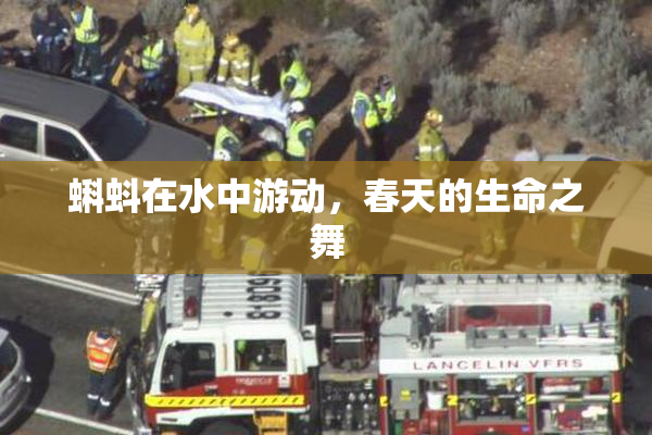 蝌蚪在水中游动，春天的生命之舞