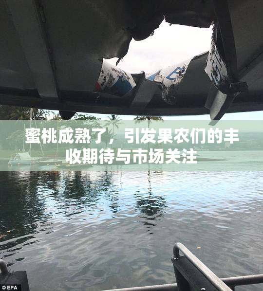 蜜桃成熟了，引发果农们的丰收期待与市场关注
