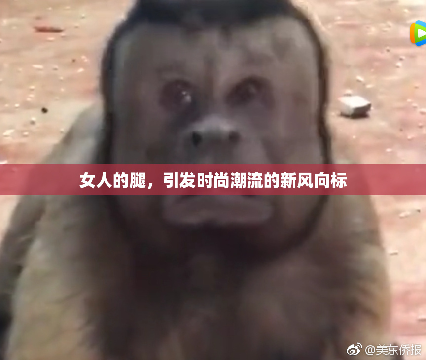 女人的腿，引发时尚潮流的新风向标