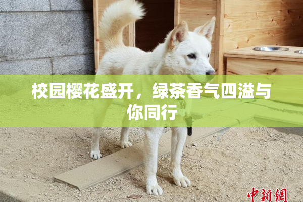 校园樱花盛开，绿茶香气四溢与你同行