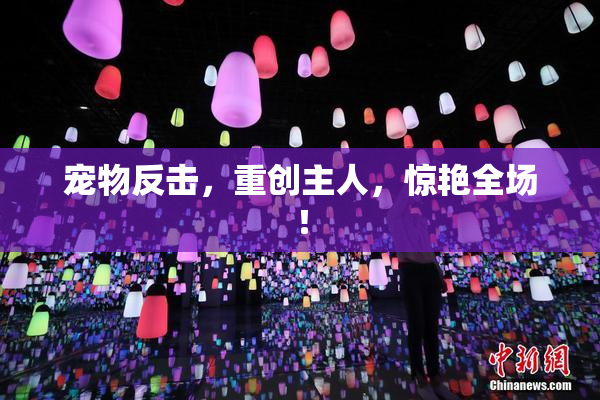 宠物反击，重创主人，惊艳全场！