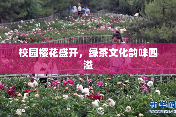 校园樱花盛开，绿茶文化韵味四溢