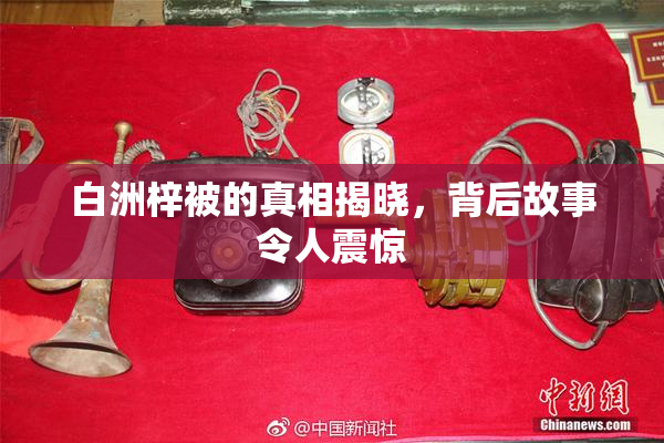 白洲梓被的真相揭晓，背后故事令人震惊