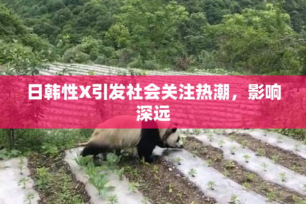日韩性X引发社会关注热潮，影响深远