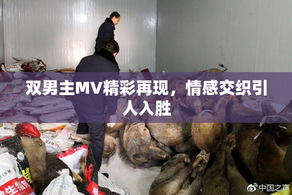双男主MV精彩再现，情感交织引人入胜