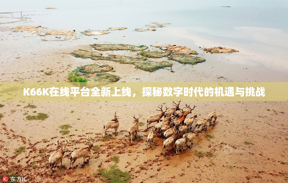 K66K在线平台全新上线，探秘数字时代的机遇与挑战