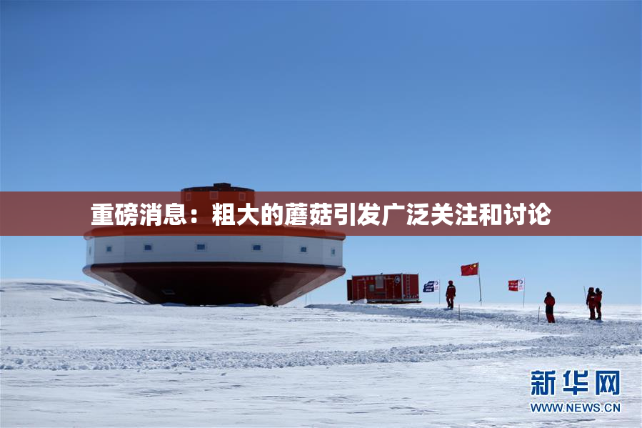 重磅消息：粗大的蘑菇引发广泛关注和讨论