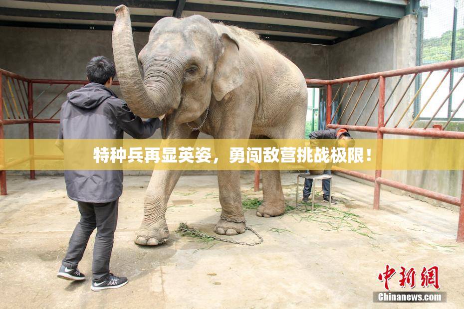 特种兵再显英姿，勇闯敌营挑战极限！