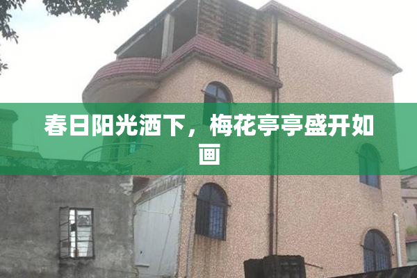 春日阳光洒下，梅花亭亭盛开如画