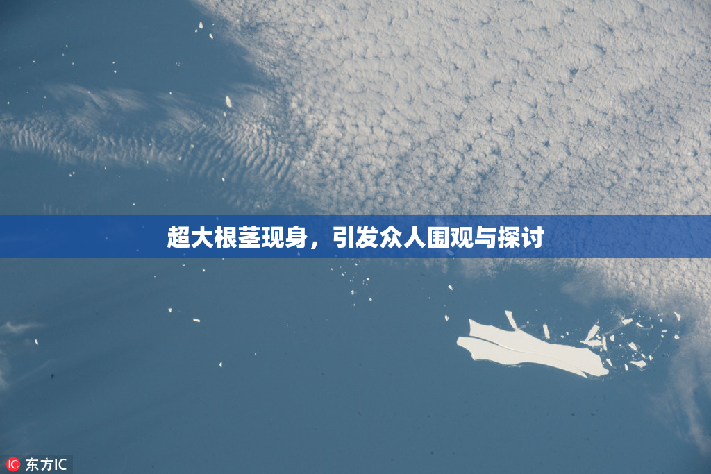 超大根茎现身，引发众人围观与探讨