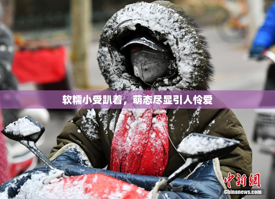 软糯小受趴着，萌态尽显引人怜爱