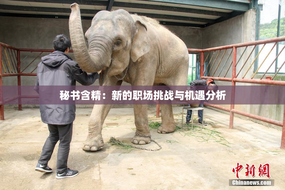 秘书含精：新的职场挑战与机遇分析