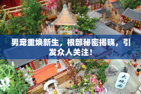 男宠重焕新生，根部秘密揭晓，引发众人关注！