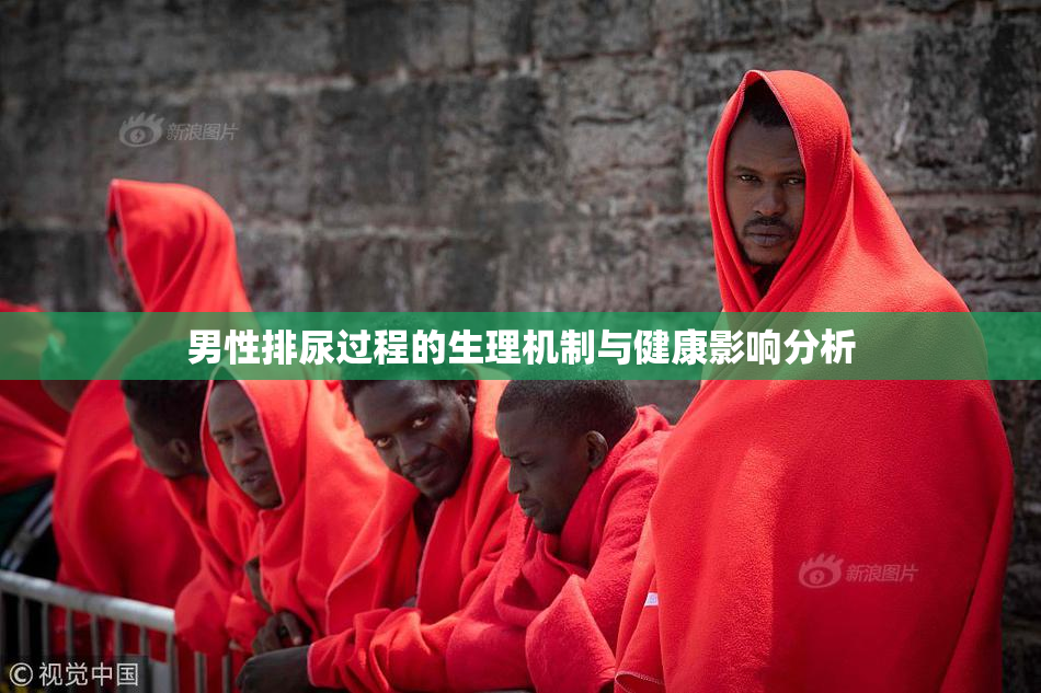 男性排尿过程的生理机制与健康影响分析