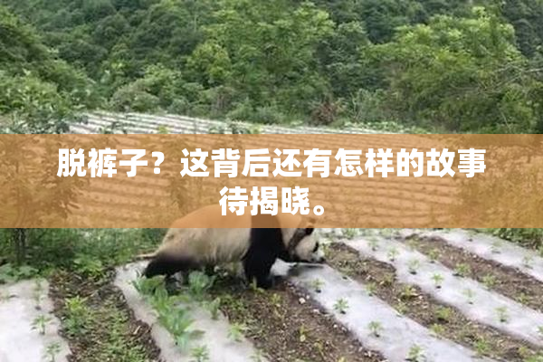 脱裤子？这背后还有怎样的故事待揭晓。
