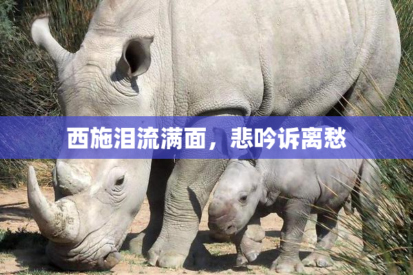 西施泪流满面，悲吟诉离愁