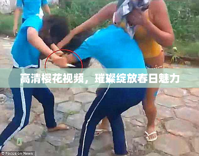 高清樱花视频，璀璨绽放春日魅力