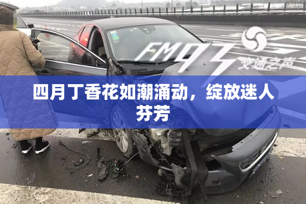 四月丁香花如潮涌动，绽放迷人芬芳