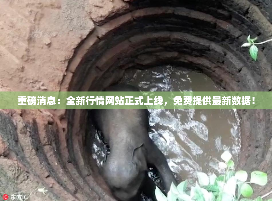 重磅消息：全新行情网站正式上线，免费提供最新数据！