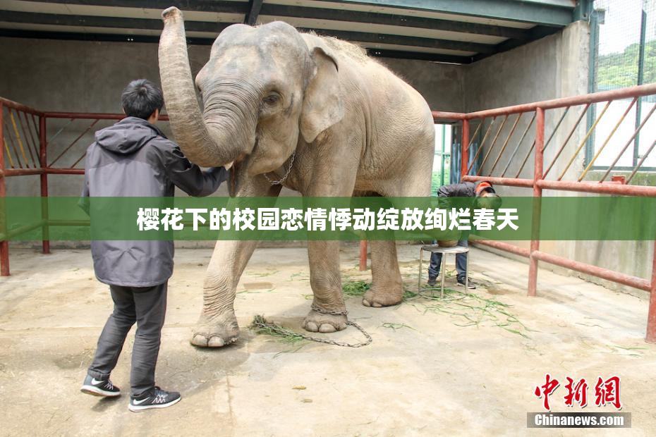 樱花下的校园恋情悸动绽放绚烂春天