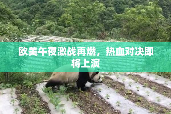 欧美午夜激战再燃，热血对决即将上演