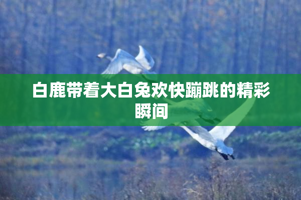 白鹿带着大白兔欢快蹦跳的精彩瞬间