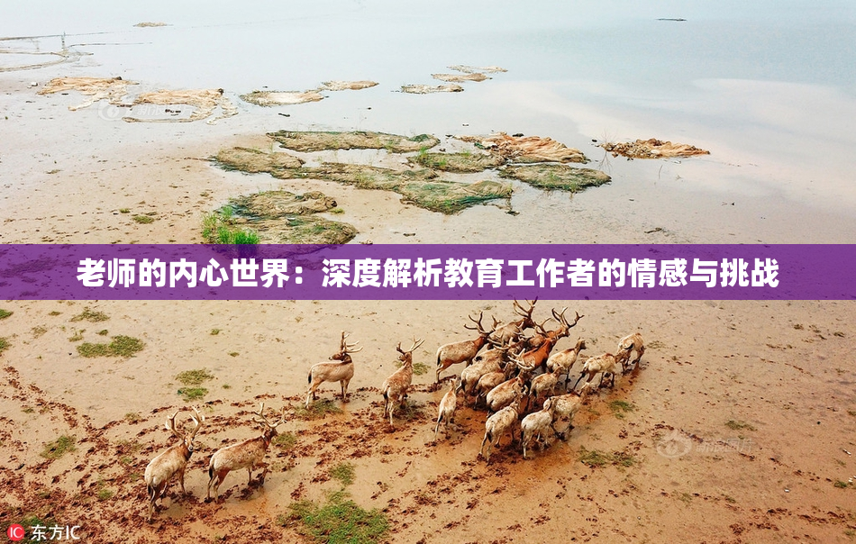 老师的内心世界：深度解析教育工作者的情感与挑战