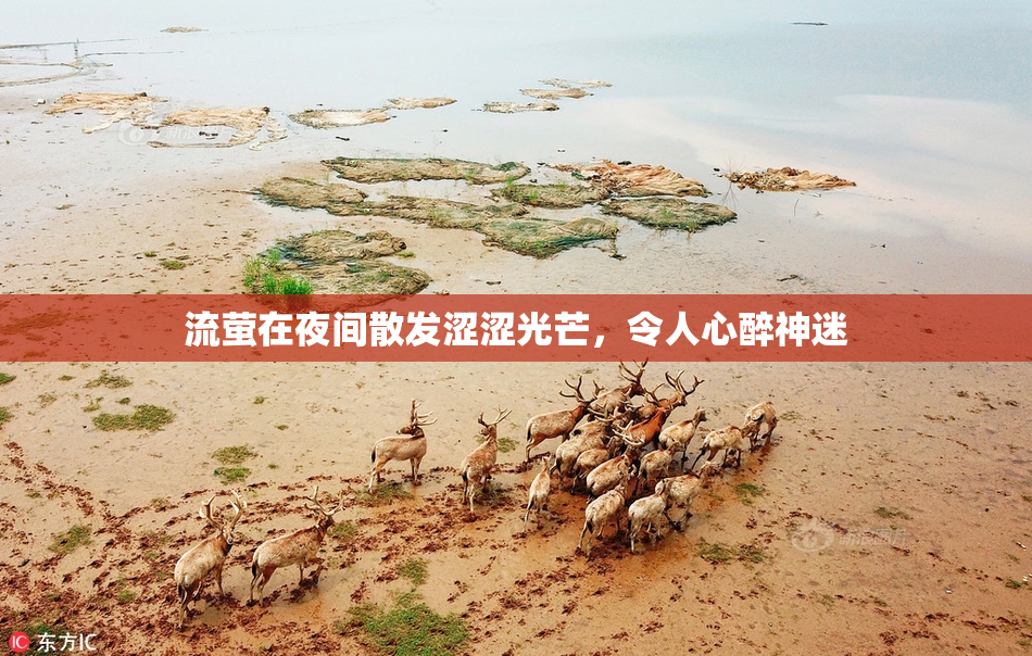 流萤在夜间散发涩涩光芒，令人心醉神迷