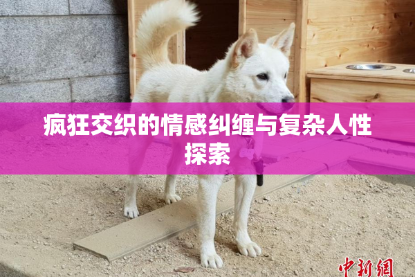 疯狂交织的情感纠缠与复杂人性探索