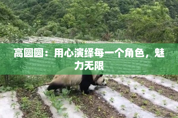 高圆圆：用心演绎每一个角色，魅力无限