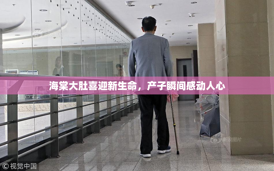 海棠大肚喜迎新生命，产子瞬间感动人心