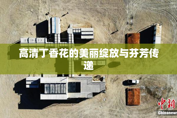 高清丁香花的美丽绽放与芬芳传递