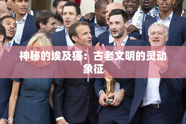 神秘的埃及猫：古老文明的灵动象征
