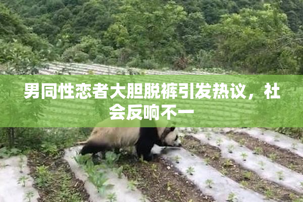 男同性恋者大胆脱裤引发热议，社会反响不一