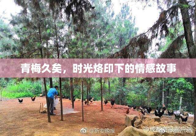 青梅久矣，时光烙印下的情感故事