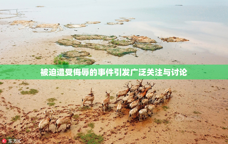 被迫遭受侮辱的事件引发广泛关注与讨论