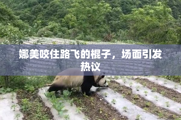 娜美咬住路飞的棍子，场面引发热议