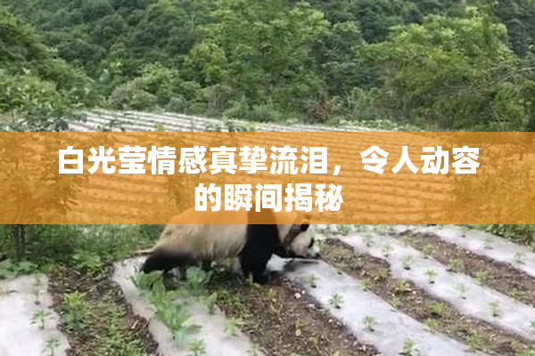 白光莹情感真挚流泪，令人动容的瞬间揭秘