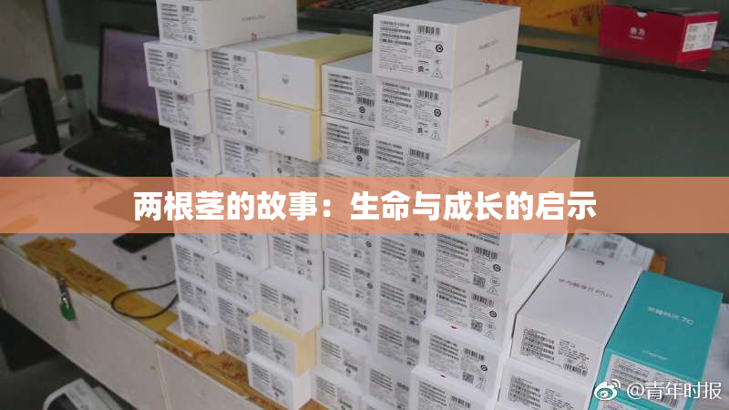 两根茎的故事：生命与成长的启示