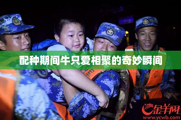 配种期间牛只爱相聚的奇妙瞬间