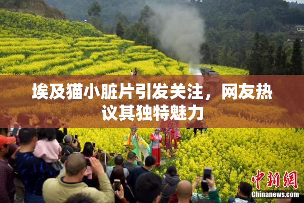 埃及猫小脏片引发关注，网友热议其独特魅力