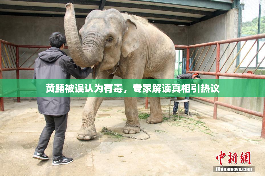 黄鳝被误认为有毒，专家解读真相引热议
