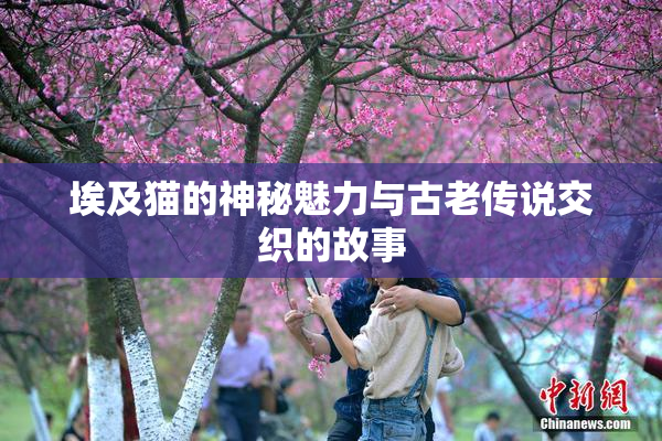 埃及猫的神秘魅力与古老传说交织的故事